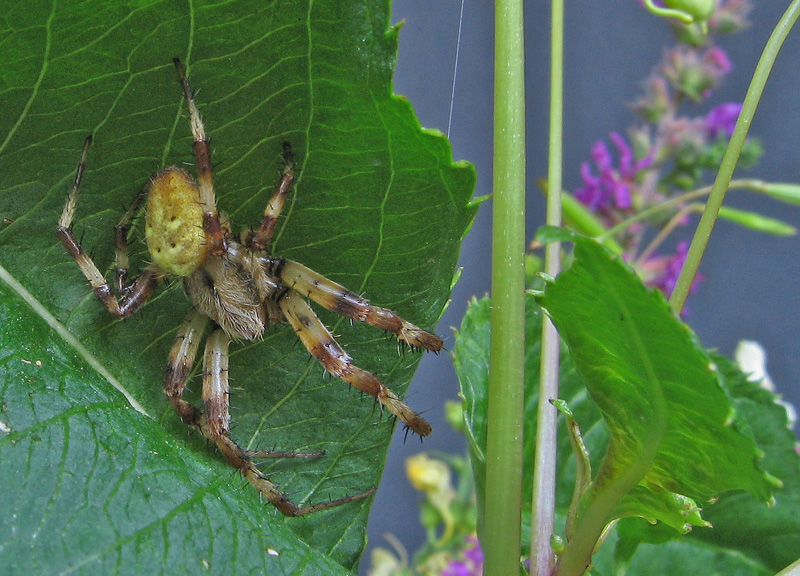 Araneus quadratus
